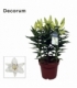 Lilium