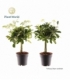Schefflera