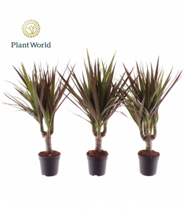 Dracaena