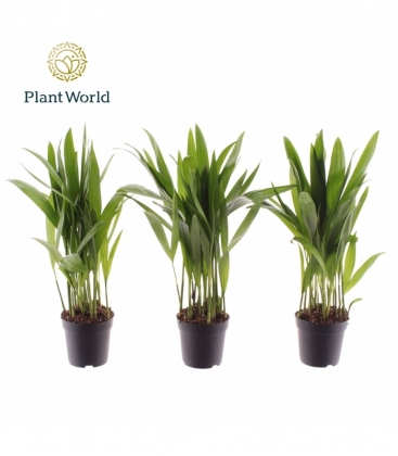 Dypsis