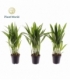 Dypsis