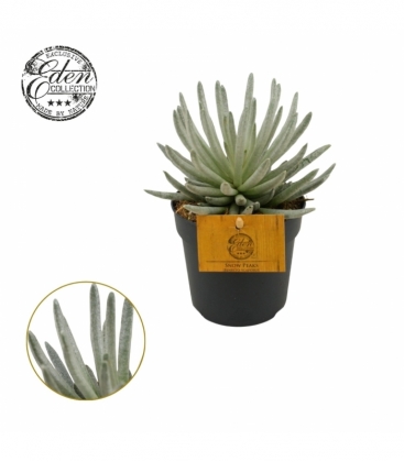 Senecio