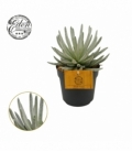 Senecio