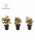 Syngonium