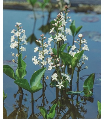Menyanthes