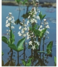 Menyanthes
