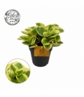 Peperomia