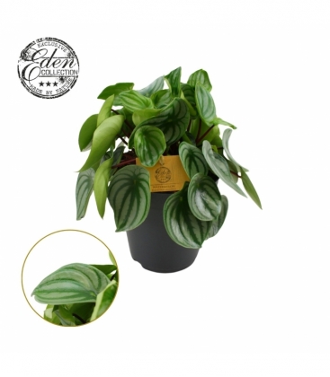 Peperomia