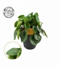 Peperomia