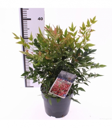 Nandina