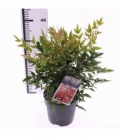 Nandina