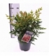 Nandina