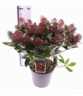 Skimmia