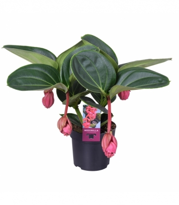 Medinilla