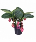 Medinilla