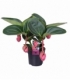 Medinilla