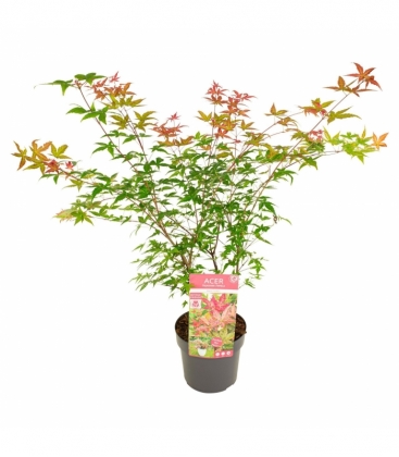 Acer