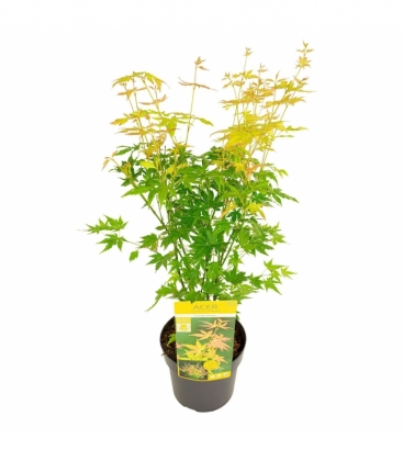 Acer