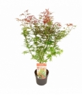 Acer