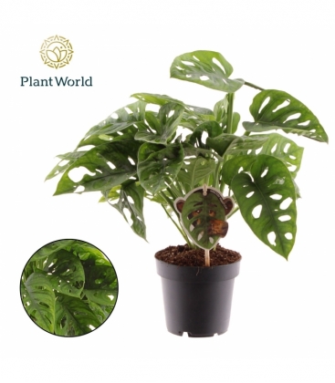 Monstera