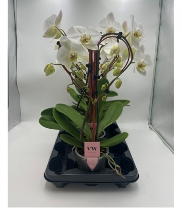 Phalaenopsis