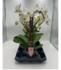 Phalaenopsis