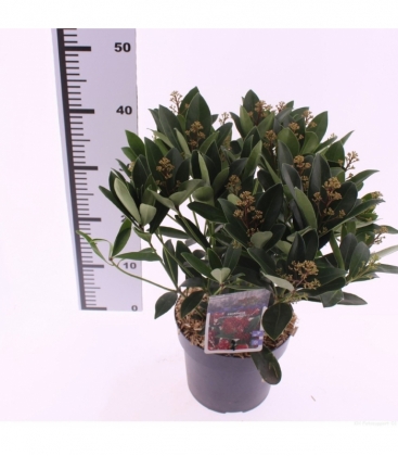 Skimmia