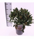 Skimmia