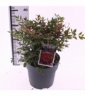 Nandina