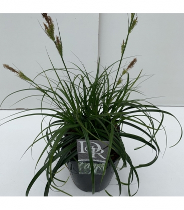 Carex