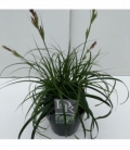 Carex