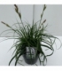 Carex