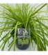Carex
