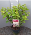 Hydrangea