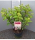 Hydrangea