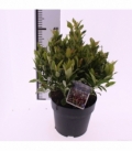Leucothoe