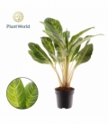 Aglaonema