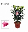 Lilium