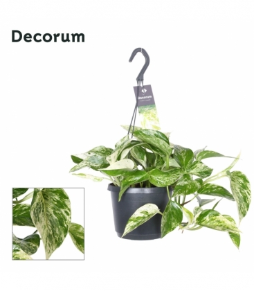 Epipremnum