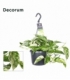 Epipremnum