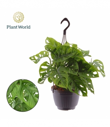 Monstera