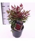 Nandina
