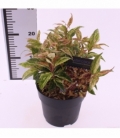 Leucothoe