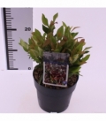 Leucothoe