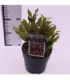 Leucothoe