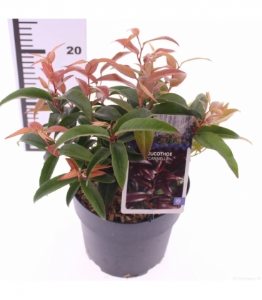 Leucothoe