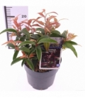 Leucothoe