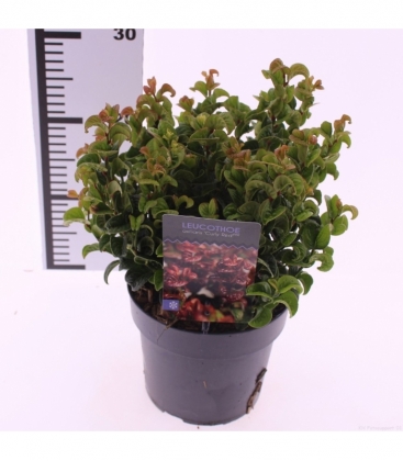 Leucothoe