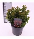 Leucothoe