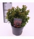 Leucothoe